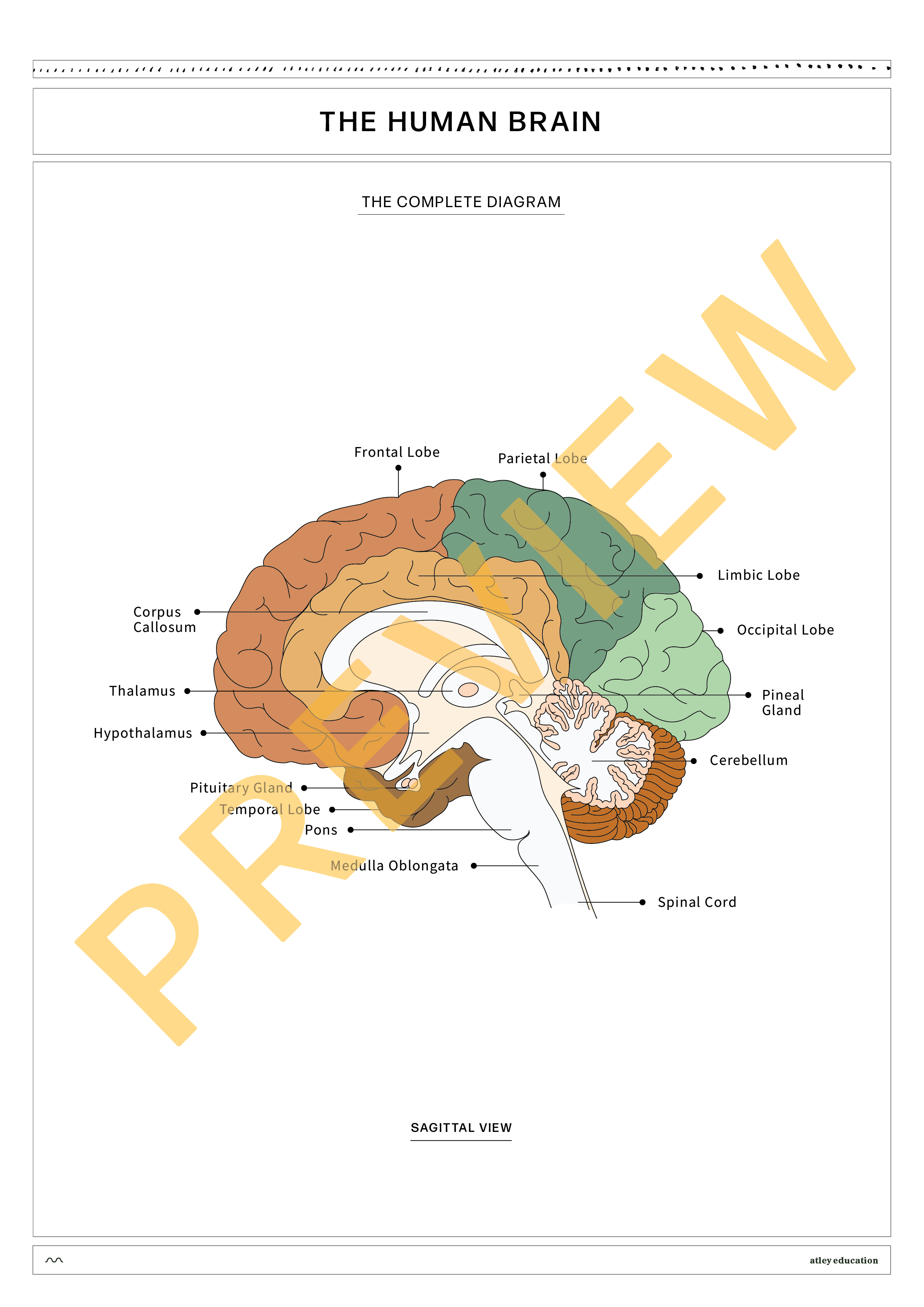 The Human Brain Diagram And Worksheets Atley Media